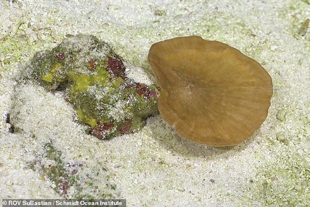 Die Wissenschaftler fanden das am tiefsten bekannte, von der Photosynthese abhängige Tier, die Leptoseris, die allgemein als Faltenkoralle bekannt ist (im Bild).