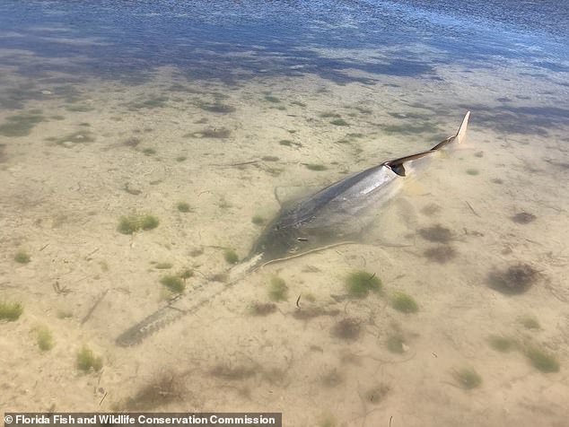Es gibt auch Berichte darüber, dass sich Kleinzahn-Sägefische auf den Strand setzen, was das zunehmend besorgniserregende Verhalten anderer Fische verstärkt, die vor der Küste der Florida Keys beobachtet wurden