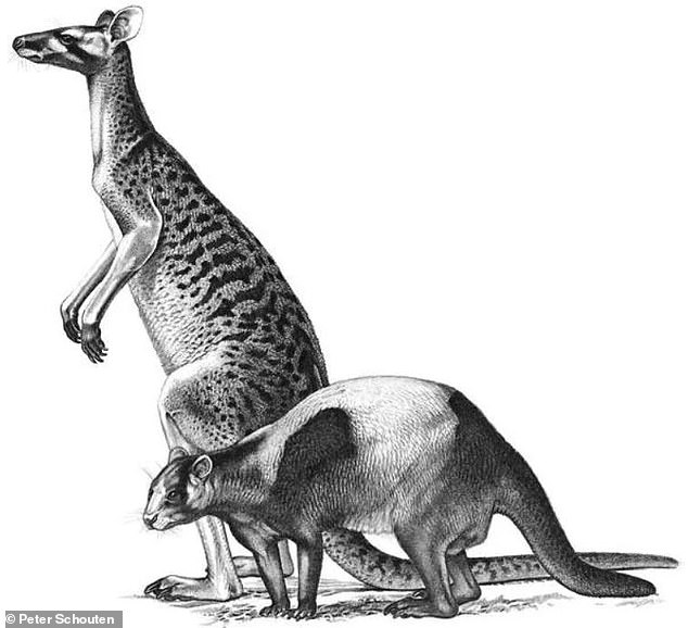 Wissenschaftler haben drei neue Arten von Riesenkängurus entdeckt, die vor fünf Millionen Jahren in Australien lebten.  Diese künstlerische Darstellung zeigt zwei dieser Arten, Protemnodon anak (oben) und Protemnodon tumbuna (unten).