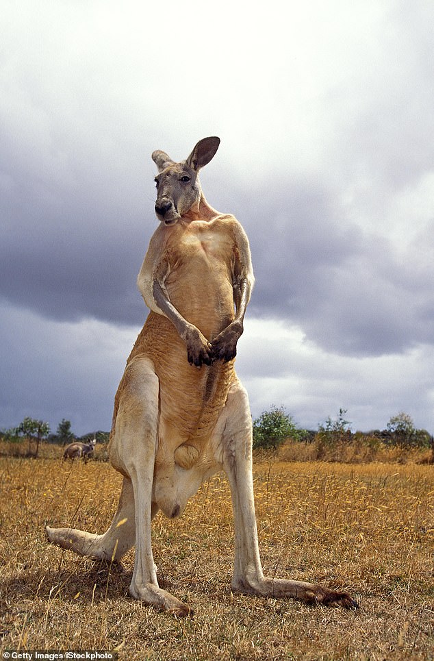 Die alten Kängurus waren doppelt so groß wie ein erwachsenes männliches Rotes Känguru (im Bild), das mit einer Körpergröße von 1,8 m größer sein kann als manche Menschen