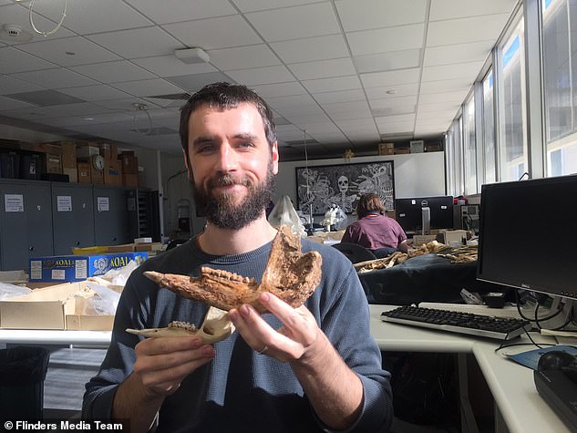 Dr. Isaac Kerr, Hauptautor der Studie (im Bild), analysierte mehr als 800 verschiedene Känguru-Fossilien in vier Ländern, um die neue Art zu identifizieren