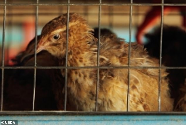 Oben ist ein Huhn in Käfigen zu sehen, von dem das White Coat Waste Project behauptet, es stamme aus dem USDA-Labor, das mit Wissenschaftlern der chinesischen Regierung an der Vogelgrippeforschung arbeitet