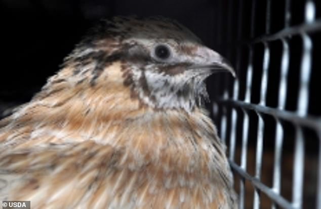 Oben ist ein Huhn in Käfigen zu sehen, von dem das White Coat Waste Project behauptet, es stamme aus dem USDA-Labor, das mit Wissenschaftlern der chinesischen Regierung an der Vogelgrippeforschung arbeitet