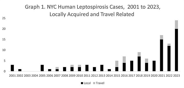 Zwischen 2001 und 2020 gab es in New York City nur drei Fälle menschlicher Leptospirose pro Jahr.  Im Jahr 2023 hat sich dieser Wert verachtfacht. Im Jahr 2024 gab es bisher sechs Fälle