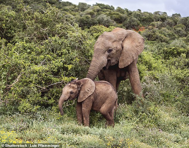 Besuchen Sie den Addo Elephant Park, wo vier Pirschfahrten inbegriffen sind