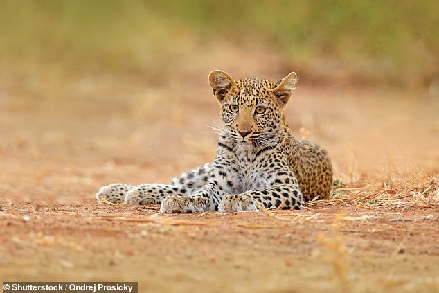 Ein afrikanischer Leopard in Simbabwe, inmitten der atemberaubenden Tierwelt