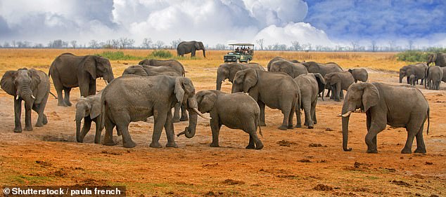 Große Elefantenherde auf den offenen Ebenen im Hwange-Nationalpark