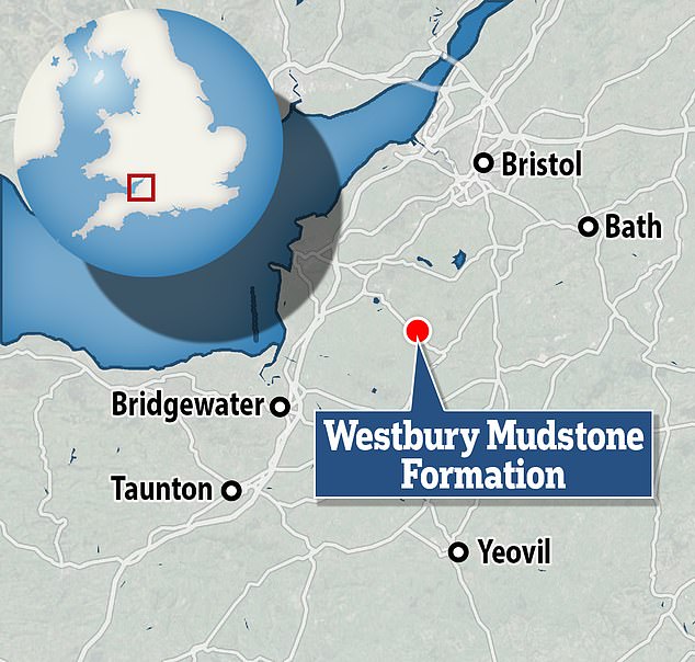 Die Fossilien wurden in der Westbury Mudstone Formation südwestlich von Bristol ausgegraben