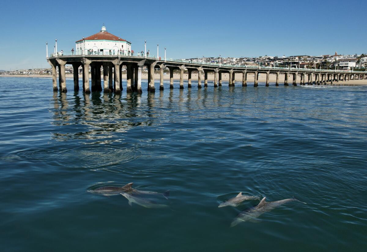 Delfine schwimmen unter der Wasseroberfläche hinter einem Pier