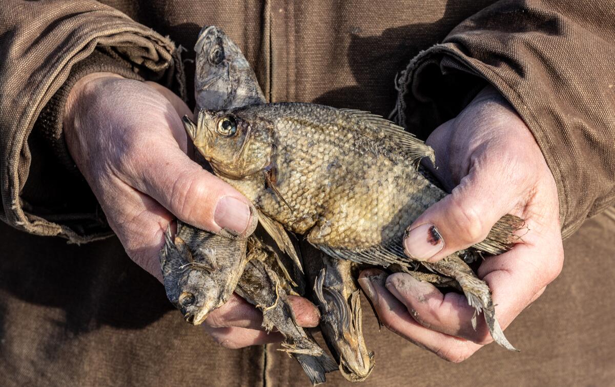 Willian Simpson II, Kritiker für die Sanierung des Klamath-Staudamms, hält eine Handvoll toter, ausgetrockneter Fische in der Hand 