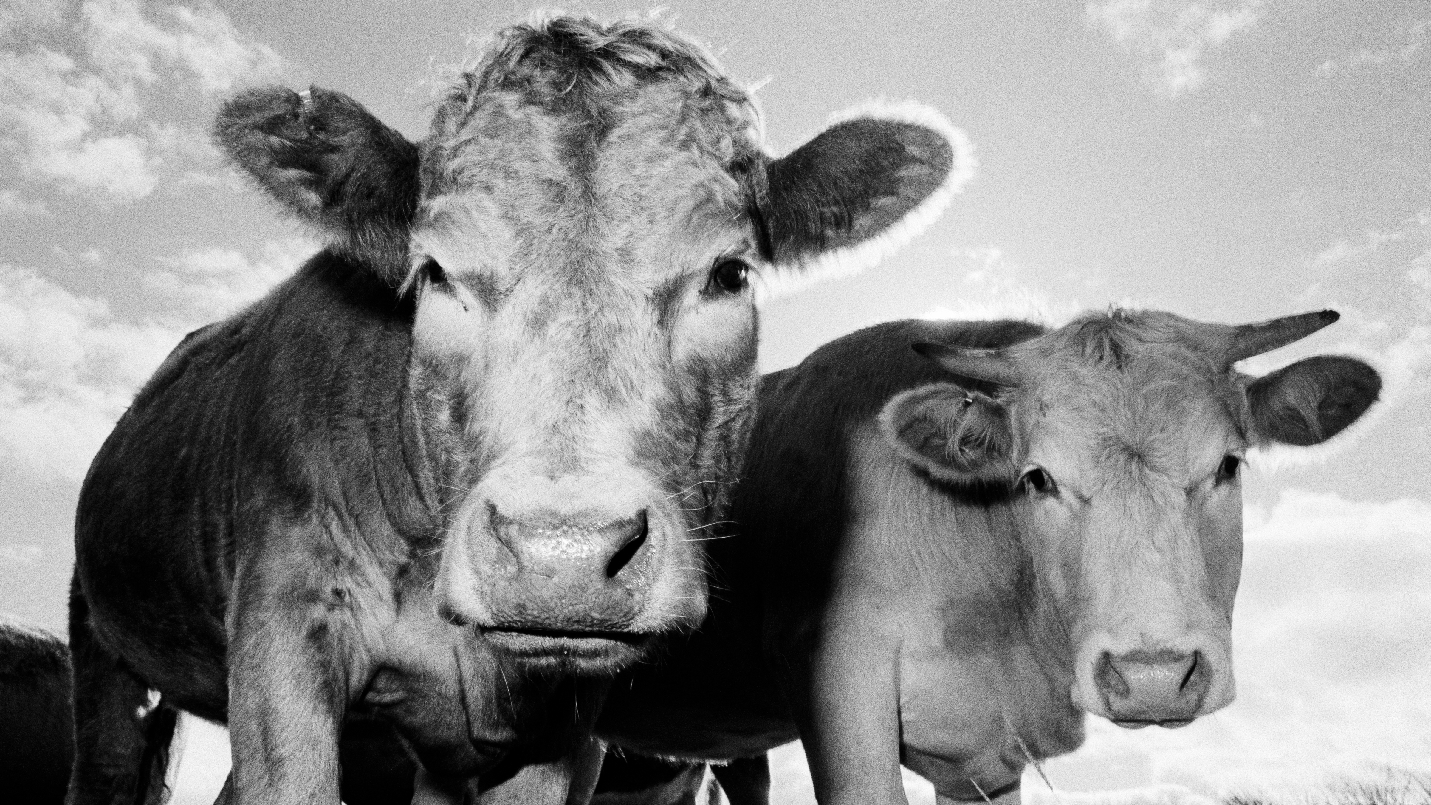 Auf einem Schwarzweißfoto blicken zwei Kühe in die Kamera