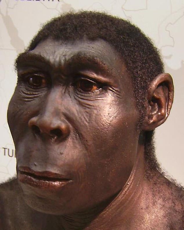 Der versteinerte Kieferknochen könnte einem Vertreter der alten menschlichen Vorfahrenart Homo erectus gehört haben, der vor 1,9 Millionen bis 108.000 Jahren lebte.
