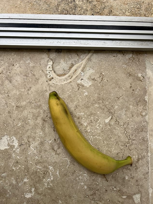 Der Kieferknochen in der Travertinfliese, hier mit einer Banane als Maßstab.  Den Eltern des Redditors fiel es erst auf, als er darauf hinwies.