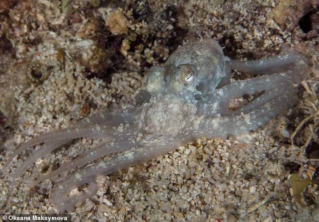 Vielen männlichen Oktopussen fehlen äußere Genitalien und sie verwenden stattdessen einen modifizierten Arm, einen sogenannten Hectocotylus, um ihr Sperma an das Weibchen weiterzugeben – darunter auch der Algenkraken (Abdopus aculeatus, Archivfoto).