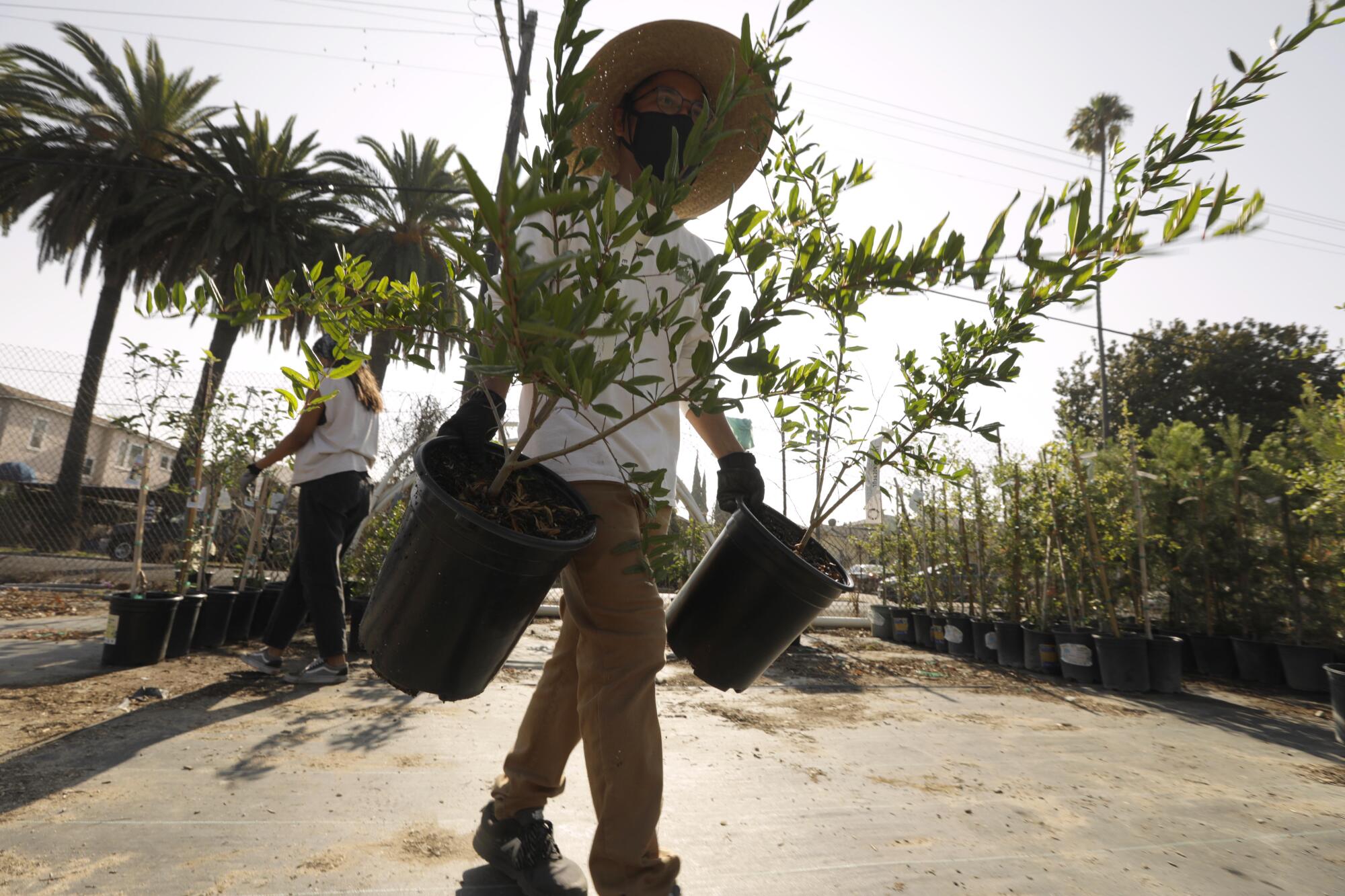 Ein Mann belädt einen Lastwagen mit Bäumen, die gepflanzt werden sollen