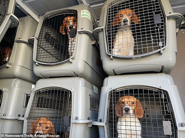 Im Jahr 2021 aufgenommene Fotos zeigten einige der geretteten Hunde auf dem Weg zur Homeward Trails Animal Rescue
