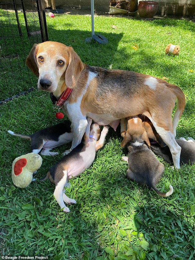 Die Tiere wurden im Juli gerettet und von Organisationen wie dem Beagle Freedom Project aufgenommen, das sich um 25 der Hunde kümmerte.  Oben: Mia mit ihren Welpen