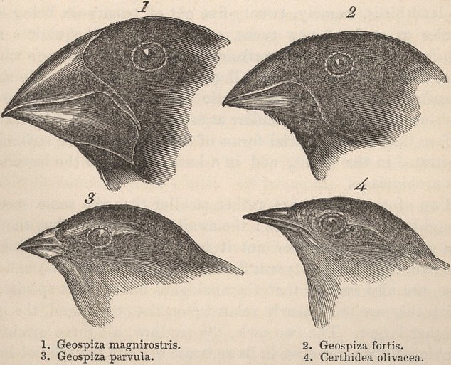Die Finken von Charles Darwin sind zu einem berühmten Beispiel der Evolution geworden.  Wahrscheinlich handelte es sich ursprünglich um denselben Vogel, aber als sie sich an ihre neue Umgebung anpassten, entwickelte jede neue Art physische Merkmale, die ihr Überleben erleichterten