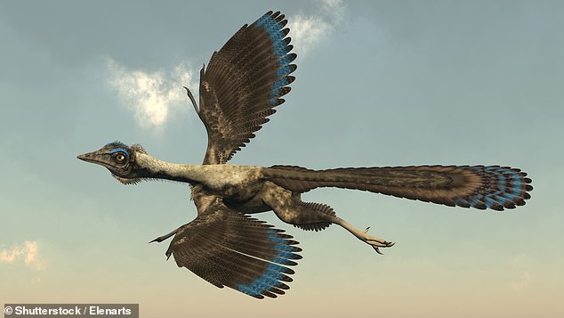 Übergangsarten wie der Archaeopteryx liefern starke Beweise für die Evolutionstheorie: Dieser vogelähnliche Dinosaurier hatte Zähne und einen Schwanz wie ein Dinosaurier, aber Flugfedern und Flügel wie ein Vogel.  Tucker Carlson tat Übergangsarten als Beweis für „Anpassung“ und nicht für Evolution ab – eine falsche Unterscheidung.
