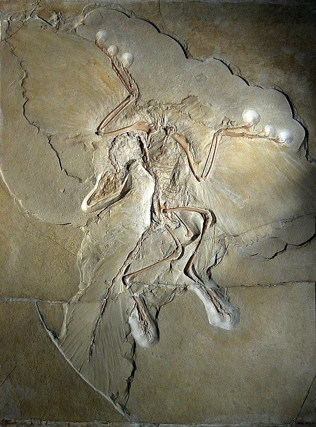Das verschmolzene Schlüsselbein des Archaeopteryx war ein starker Beweis für seine gemeinsame Verwandtschaft mit Dinosauriern und modernen Vögeln
