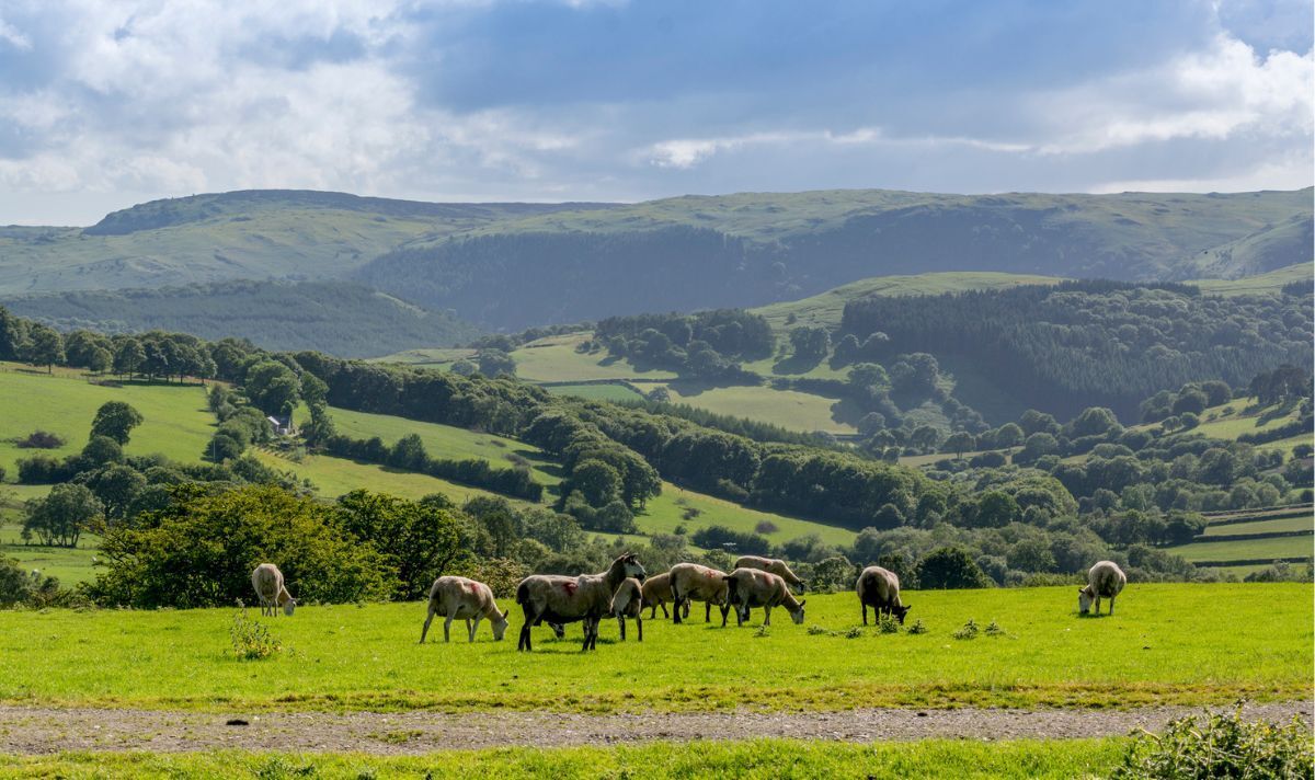 Blick auf walisische Berge und Schafe