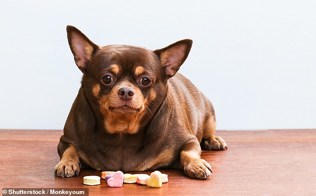 In Großbritannien herrscht eine „Übergewichtsepidemie“ bei Hunden, wobei jedes Jahr einer von 14 Welpen laut Tierärzten übergewichtig ist (Archivbild)