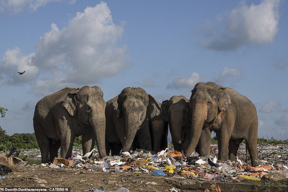 Auf der Suche nach Nahrung kann man die Elefantenherde dabei beobachten, wie sie die Müllberge durchwühlt
