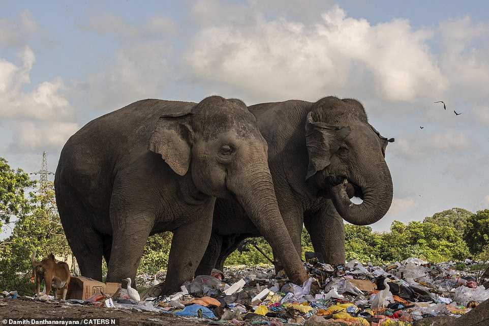 Die Elefanten fressen versehentlich Plastik- und Chemiemüll, was eine große Gefahr für ihr Leben darstellt
