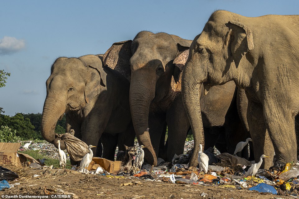 Die Säugetiere werden auf der Suche nach Nahrung durch die Abfälle rund um die Wälder im östlichen Teil Sri Lankas aus ihrem Lebensraum gelockt