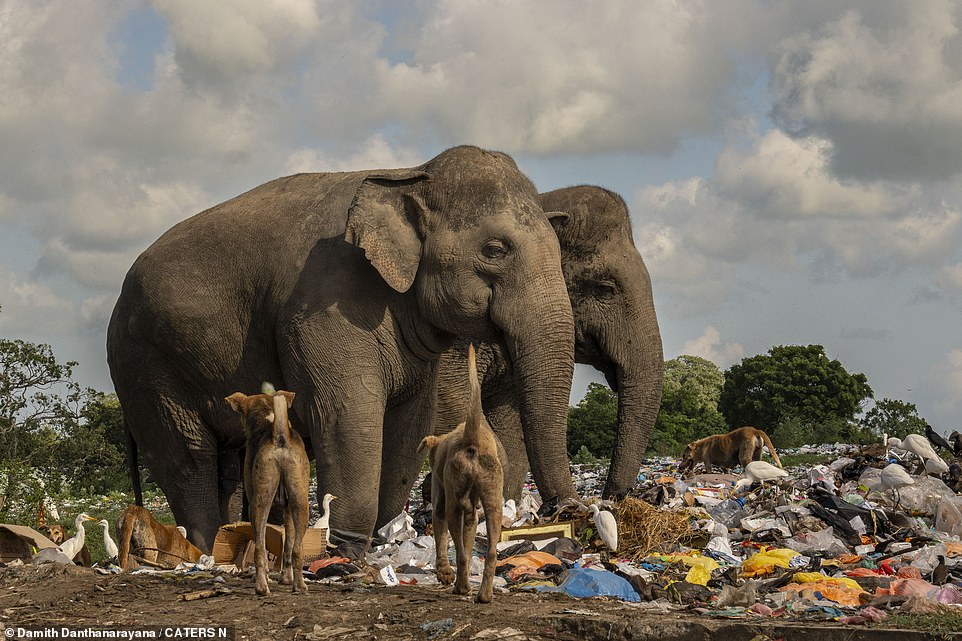 Der Fotograf sagte: „Während unserer Erkundung stießen wir auf einen kleinen Elefanten, der durch einen selbstgemachten Sprengstoff verletzt wurde.“