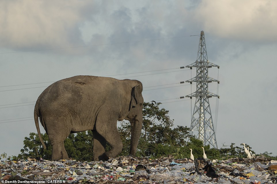 Danthanarayana sagte: „Konflikte zwischen Elefanten und Menschen unterstreichen die Notwendigkeit des Schutzes und einer ordnungsgemäßen Abfallbewirtschaftung.“  Um sowohl die Tierwelt als auch die lokalen Gemeinschaften zu schützen, ist sofortiges Handeln von entscheidender Bedeutung.
