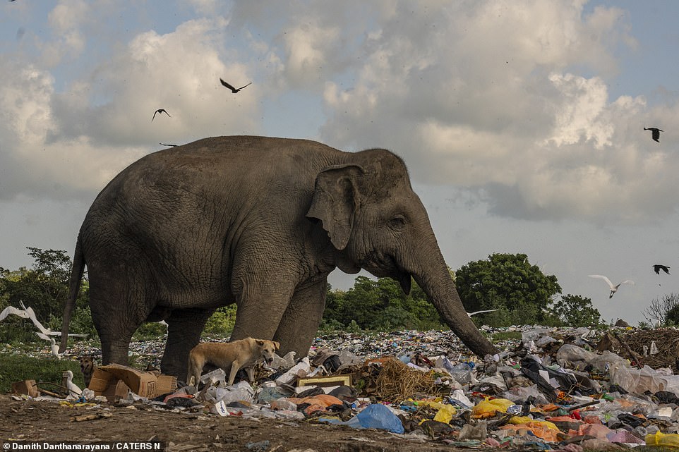 Nicht nur die Elefantenherde sucht im Müll nach Futter, auch Hunde und Vögel stöbern in den Müllbergen herum