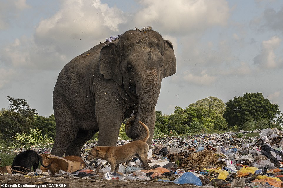 Der natürliche Lebensraum der Elefanten schrumpft und sie sind gezwungen, zum Überleben auf den Verzehr von Müll zurückzugreifen
