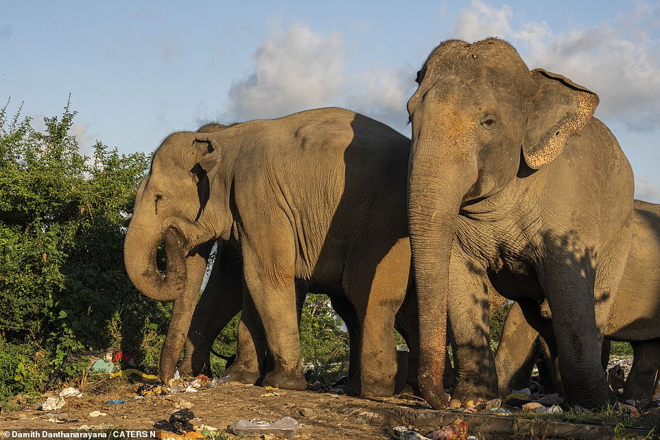 Auf den herzzerreißenden Bildern, die in Sri Lanka aufgenommen wurden, ist zu sehen, wie die Elefanten Abfall in ihr Maul stopfen