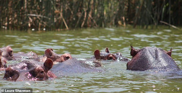 Hippos swim in the stream at the bottom of the bush campsite. Their eyes and ears pop up 'like periscopes' as they cool off in the water