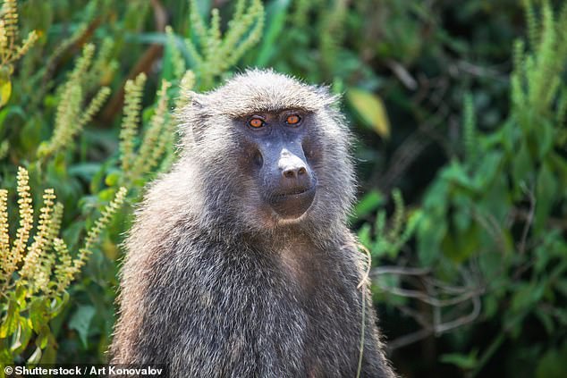 Laura says the campsite toilet - a small concrete hut with a hole in the ground - is 'off limits thanks to the troop of baboons perched atop its roof'