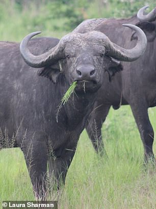 This image by Laura shows a herd of buffalo that she encountered