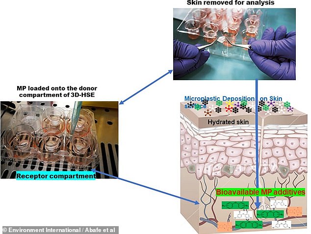 Wissenschaftler brachten PBDE-haltiges Mikroplastik auf ein dreidimensionales menschliches Hautäquivalent (links), ließen es einweichen und entfernten es dann zur Analyse (oben rechts).  Schwitzendere Haut (unten rechts) ist anfälliger dafür, dass diese giftigen Chemikalien durchdringen und in den Blutkreislauf gelangen.