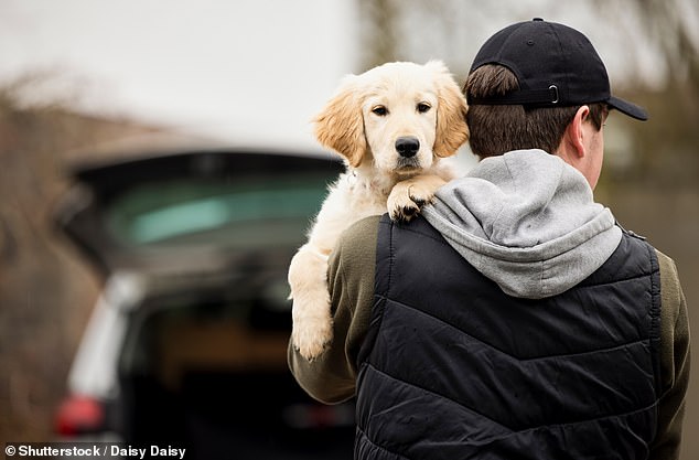 Allein im Vereinigten Königreich gibt es 13 Millionen Hundebesitzer, und es wurde festgestellt, dass der Besitz eines Haustiers die geistige und körperliche Gesundheit verbessert (Archivbild).