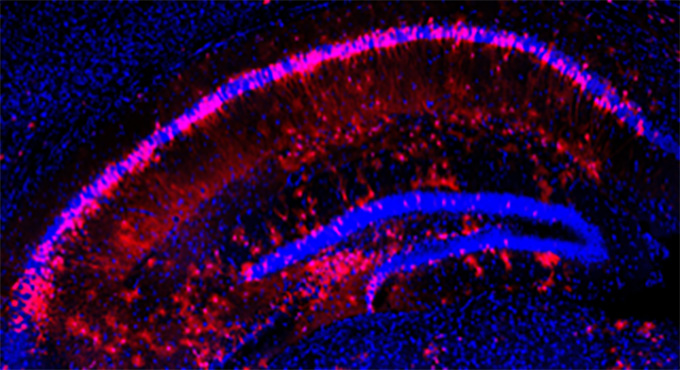 Cells in a mouse's hippocampus make up a swirly pattern. Rat cells appear red, and all cells are labeled with blue.