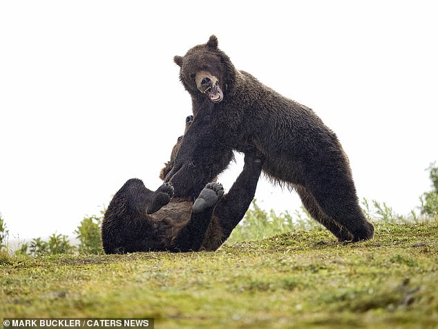 Auf einem anderen Foto ist einer der Bären zu sehen, der aufsteht und den anderen scheinbar auf dem Rücken am Boden festnagelt