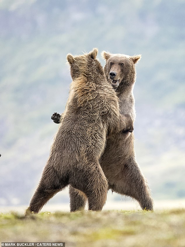 Der Schnappschuss zeigt, wie die Bären auf zwei Pfoten stehen und miteinander ringen, während sie in einem spielerischen Kampf aufstehen