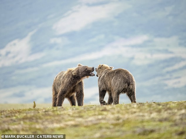 Die atemberaubende Kulisse des Nationalparks ist hinter den beiden Bären zu sehen, die scheinbar einen knurrenden Kampf führen