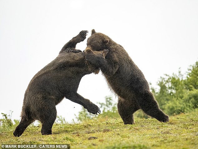 Die Actionaufnahme zeigt einen Bären, der seine Pfote auf Schulter und Kopf des anderen legt, während beide auf zwei Beinen stehen