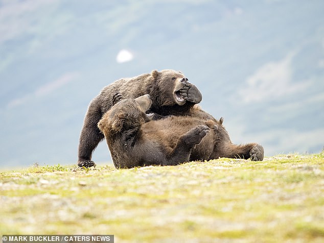 In einer anderen Aufnahme scheint ein Bär zu versuchen, die Zehen des anderen zu knabbern, während er auf dem Boden liegt