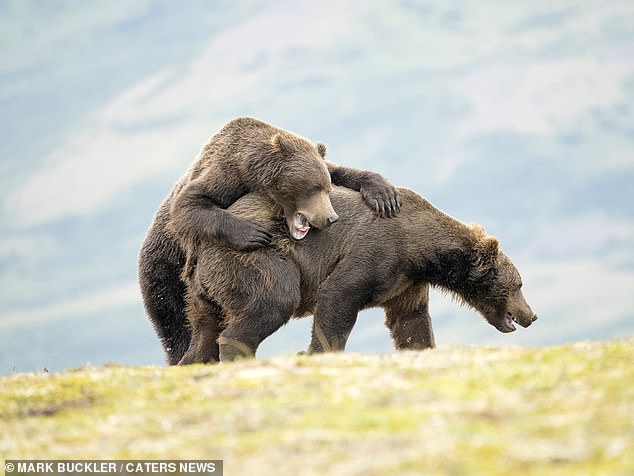 Ein Schnappschuss scheint einen Bären zu zeigen, der versucht, ein Huckepack vom anderen zu bekommen
