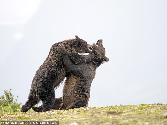 Eine weitere unglaubliche Aufnahme zeigt die Zähne beider Bären, während sie weiter miteinander prügeln