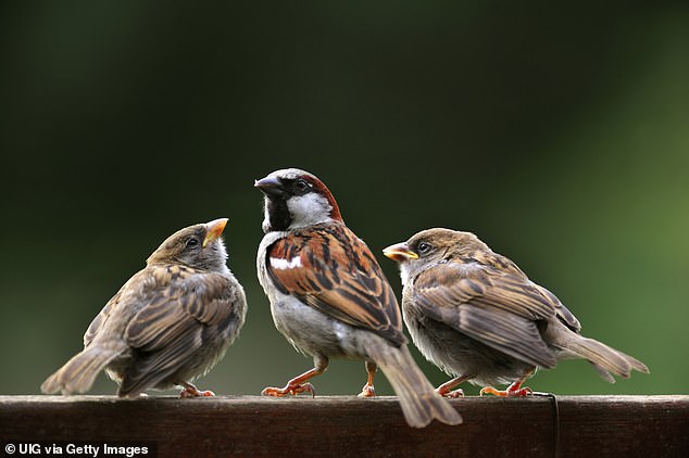 Die Studie kam zu dem Schluss, dass die direkte Auseinandersetzung mit der Natur, beispielsweise durch Vogelbeobachtung, sich positiv auf die psychische Gesundheit auswirkt, als sich einfach nur damit zu umgeben