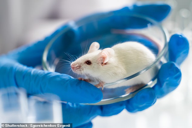 Im Labor wurden Mäuse, denen ein senolytischer Cocktail aus zwei Verbindungen verabreicht wurde: Dasatinib (ein Medikament, das normalerweise in der Chemotherapie verwendet wird) und Quercetin (ein „Flavonoid“, das in Obst und Gemüse vorkommt) „jünger“.