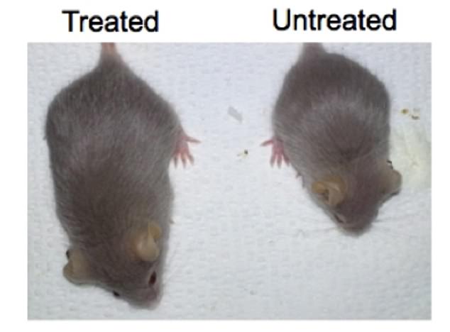 Mäuse mit Progerie wurden mit Gentherapie behandelt